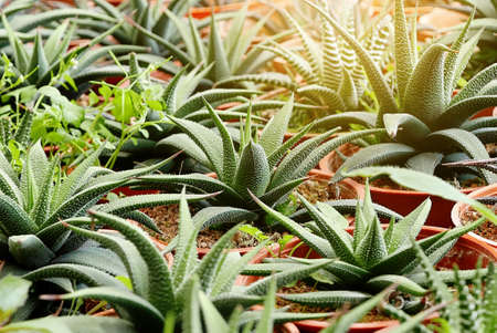 Top view of group of cactus succulent in a pot.の写真素材