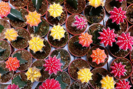 Top view of group of cactus succulent in a pot.の写真素材
