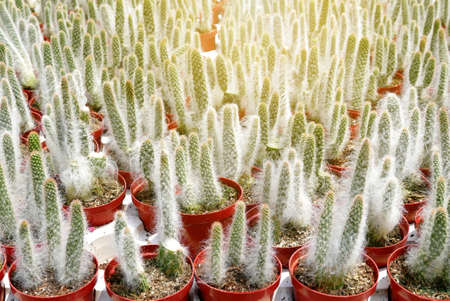 Top view of group of cactus succulent in a pot.の写真素材