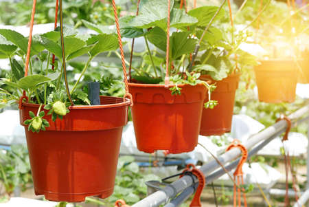 Strawberry plant in pot.の写真素材