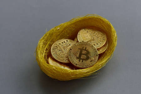 Replica of golden bitcoin in a bird nest. Grey background.