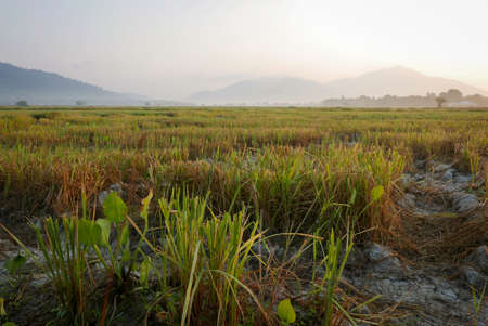 View of paddy field in the morning at Langkawi Malaysiaの写真素材
