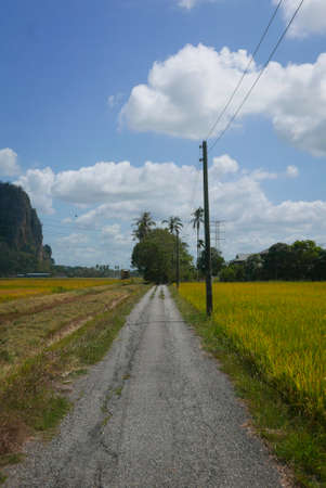 Scenic view of paddy field at Kedah Malaysia with a blue cloudy sky.