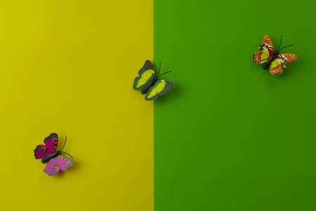 Top view of toy butterfly on two color background which are green and yellow.の写真素材