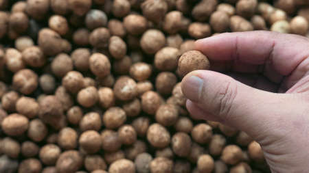 A hand holding Bambara groundnut or Vigna subterranea which still covered with soil.Vigna subterranea ripens its pods underground, much like the peanut. They can be eaten fresh or boiled after drying.の写真素材