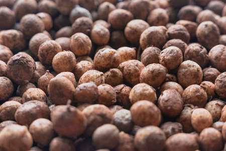 Bambara groundnut or Vigna subterranea which still covered with soil.Vigna subterranea ripens its pods underground, much like the peanut. They can be eaten fresh or boiled after drying.の写真素材