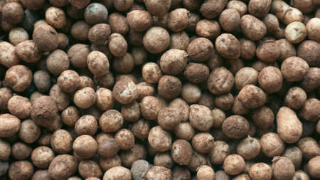 Bambara groundnut or Vigna subterranea which still covered with soil.Vigna subterranea ripens its pods underground, much like the peanut. They can be eaten fresh or boiled after drying.の写真素材