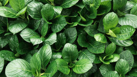 Top view of green leaves background of a plant.