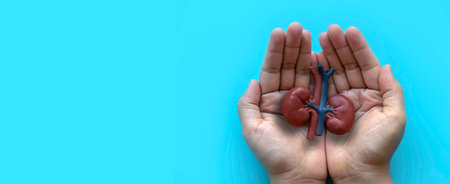 Concept of World kidney day, National Organ Donor Day, donation, diagnosis, protection and treatment. Healthcare banner. Hand holding kidney model.の写真素材