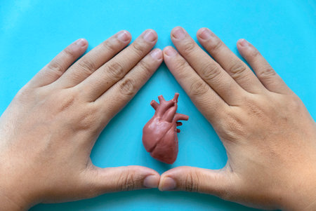 World Heart Day , world hypertension day, Cardiology concept. Healthcare banner.  Hand cover heart model.の写真素材