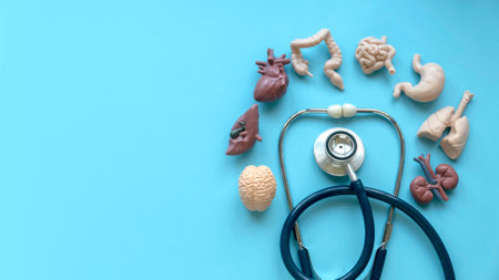 Stethoscope and human organ on blue background.の写真素材