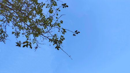 Tree Branches with Green Leaves Against Clear Blue Skyの写真素材