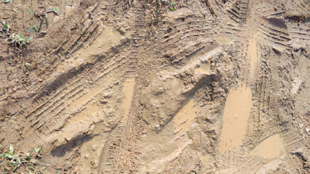 Muddy Terrain with Vehicle Tire Tracks and Sprouting Plants