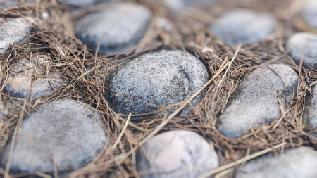 Close-Up of Pebbles Scattered Among Pine Needles on Groundの写真素材