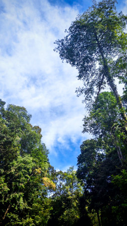 Lush Tropical Rainforest Canopy Reaching Towards the Bright Blue Sky with Wispy White Cloudsの写真素材