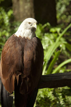 Eagle looking の写真素材