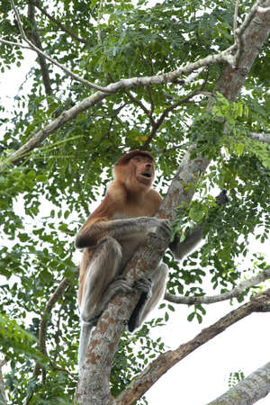 Proboscis monkey climbing tree