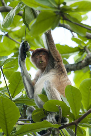 Proboscis monkey eating leafsの写真素材