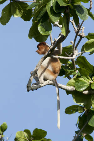 Proboscis monkey at the treeの写真素材