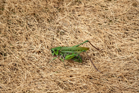 Close up of green grasshopper on dry grass backgroundの写真素材