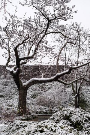 Tree in winter covered with snowの写真素材
