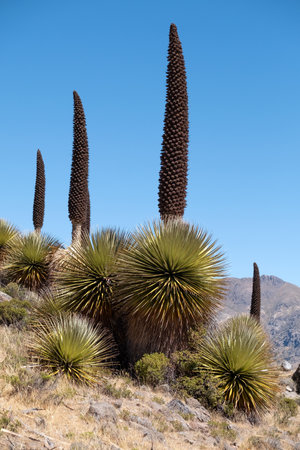 Puya Raimondi, called queen of the Andesの写真素材