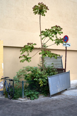 Shrub at the foot of a wall in town, with no place to growの写真素材