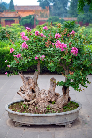Bougainvillea bonsai in bloom in the forbidden cityの写真素材