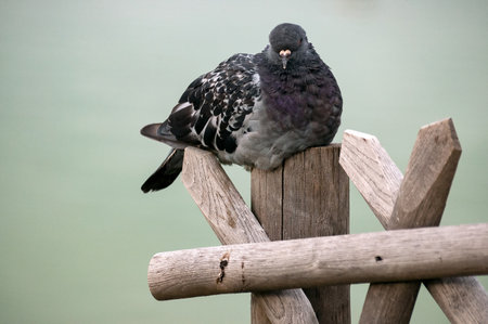 Pigeon sitting on a wooden fenceの写真素材