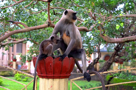 Mom macaque monkey and her baby perched on a poleの写真素材