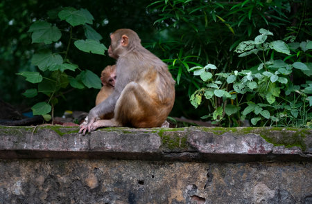 Mom macaque monkey and her baby sitting on a wallの写真素材