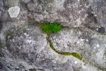 Grass and moss embedded in a rockの写真素材