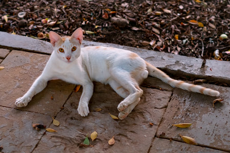 White beige tabby cat with orange eyesの写真素材