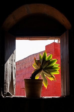 Succulent plant in a pot placed on the sill of a window seen against the lightの写真素材