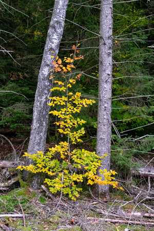 Young tree with fall foliage framed by two pine trunksの写真素材