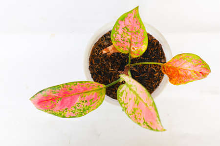 "Aglonema or Chinese evergreens isolated on white background
Aglonema Red Anjamani, Aglaonema sp. The leaves are dominated by a bright red color "の写真素材