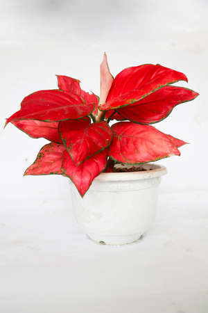 Red or Pink Aglaonema (Chinese Evergreen) houseplant in white ceramic  isolated on white background.の写真素材