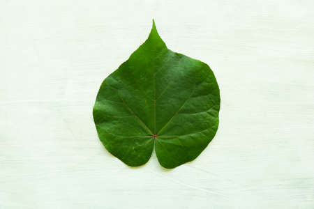 hibiscus tiliaceus leaf or waru varigata isolated on white backgroundの写真素材