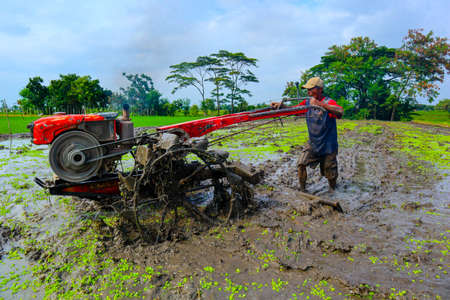 klaten, Indonesia - july 3, 2021: farmer plowing muddy field with hand tractor on indonesia, asia