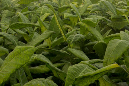 klaten, Indonesia - july 3, 2021: Tobacco farmer inspects, collects tobacco leaves. tobacco farmers working in tobacco farming on morningの写真素材
