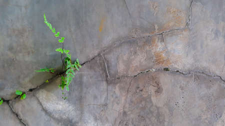 cracked cement wall, with green ferns plants. Gray cracked walls. gray wall texture.