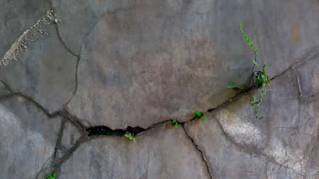 cracked cement wall, with green ferns plants. Gray cracked walls. gray wall texture.