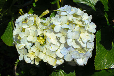 Pink, blue, lilac, violet, purple Hydrangea flower (Hydrangea macrophylla) blooming in spring and...