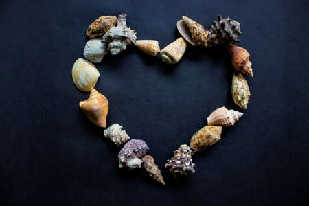 sea shells, conch,  scallop  and mussel  with circle shape isolated on black background.の写真素材