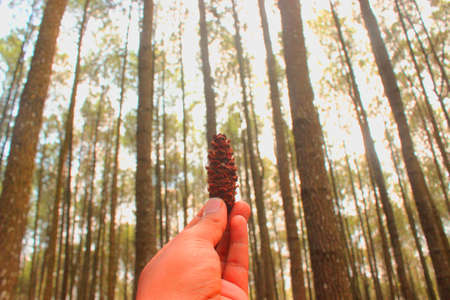 brown pine cone, pine seed on wood backgroundの写真素材