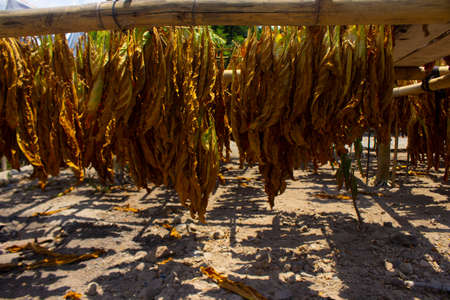 Drying traditional tobacco leaves with Hanging in a field, Indonesia. High quality dry cut tobacco big leaf.の写真素材