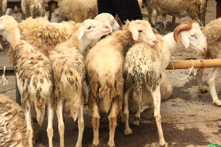goat, javanese goat (gembel), gibas on traditional  animal market