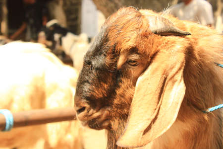 goat, javanese goat (gembel), gibas on traditional  animal marketの写真素材