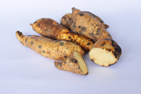 sweet potato cilembu, ubi cilembu  kultivar, Ipomoea batatas 'Cilembu'の写真素材