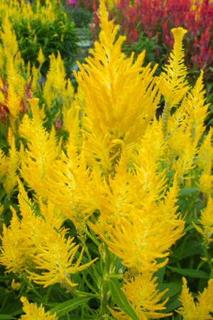 Celosia argentea on the garden. natural background
